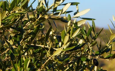 Moderne tecniche di gestione della chioma; corrette modalità di gestione del suolo e fertilizzazione dell’oliveto